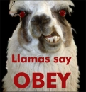 Llama!