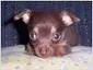 TINKER BELL AN PARIS OTHER PUPPYS