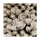 roses lyrics