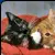 kittys