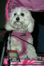 puppy of high school musical