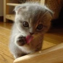 Clean Kitty