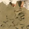 Sand Stars