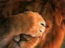 Poor lion