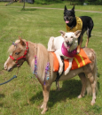 Pony and...dogs?