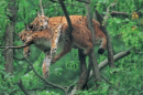 Lazy cats