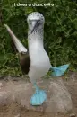i does a dance 4 u
