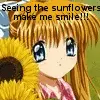 sunflowers