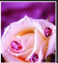 pink diamonds