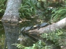 cute animal