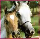 a mom and baby horse