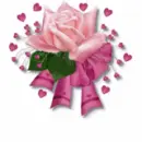 Pink Rose