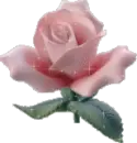 Pink Rose