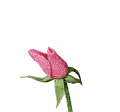 Pink Rose