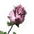 Pink Rose