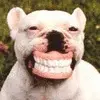 happy dog