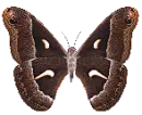 moth_wings