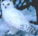 Hedwig
