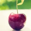 yummy cherry