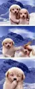 Puppies are evil