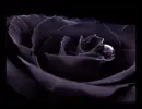 Black Rose