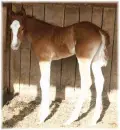 Foal
