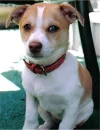 Jack Chi