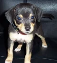 Cutie Chico