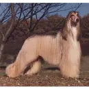 Afghan Hound