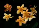yellow flowers