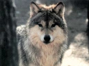 Wolf Back