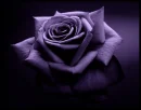 Purple Rose