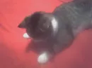 Kitty on red blankie