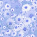 daisies