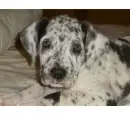 Cute puppy