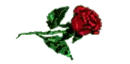 rose for LISA