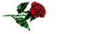 Rosemary rose