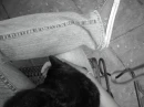 cat and converse love