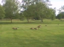 Geese in Park
