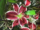 Lilies