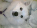 American Eskimo Puppy