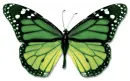 butterfly