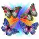 Rainbow Butterflys
