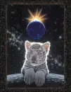little tigre