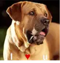 I â™¥ u