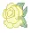 yellow rose