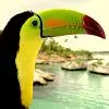 tucan