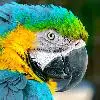 guacamaya