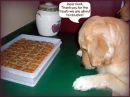 Thanks for the treats