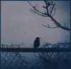 Bird Alone